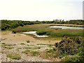 SZ8794 : Part of The Severals on the Pagham Harbour SSSI by Patrick Roper