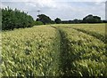 Wheat field south of Soudley