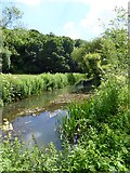 SP1403 : The River Coln at Quenington by Oliver Dixon