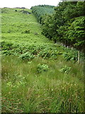 SH9621 : Edge of forest block above Hafod Fudr by Richard Law