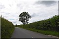 Solitary tree in the hedge of Westwood Road