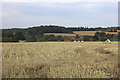 Field between Hall Farm and Little Stud Farm