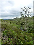 SH9520 : Rowan in the valley of the Hirddu Fach by Richard Law