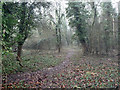 Path through woodland