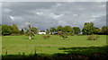 SJ3632 : Pasture near Lower Frankton in Shropshire by Roger  D Kidd
