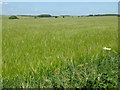 SP1609 : A large barley field by Philip Halling
