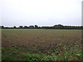 Young crop field of Praze Road (B3280)