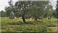 Exmoor Ponies in Sutton Park