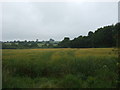 Cereal crop beside woodland, Rosevidney