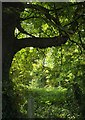 Horse chestnut, rear of Nightingale Close