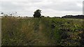 Stambridge footpath from the Royal Oak to the Cherry tree