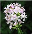 Soapwort (Saponaria officinalis)