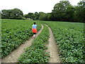 Track across a potato field near the River Severn