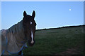 Mid Devon : Grassy Field & Horse