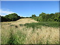 Footpath to Corkhill Lane