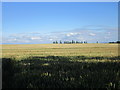 Wheatfield and distant poplars