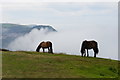 SS7449 : Exmoor ponies above sea mist by Bill Boaden