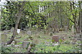 Overgrown graveyard