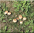 TG3203 : Fairy Ring Mushrooms (Marasimus oreades) by Evelyn Simak