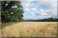 Barley field at Newtown Paddocks