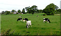 Pasture north-west of Marbury in Cheshire