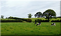 Pasture north-west of Marbury in Cheshire