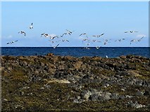 NM0548 : Sea birds off rocks, Vaul Bay by Andrew Curtis