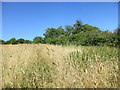 Path through the long grass