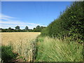 Field edge and power lines