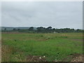 Crop field, Higher Poldown