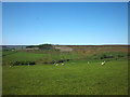 Sheep pasture above Birkside