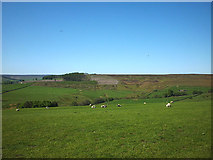 NY9450 : Sheep pasture above Birkside by Karl and Ali