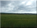 Cereal crop off the A3083