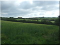 Cereal crop near Boscawen Cottages