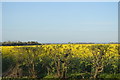 Oilseed rape by A259