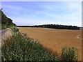 Crop Field off First Lane