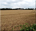 Twin tracks through a field near Nibley, South Gloucestershire