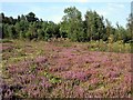 Heathland in Footland Wood