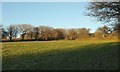 Field near Pendrift