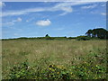 Grassland near Maen Pern