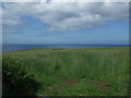 Crop field, Lizard Peninsula