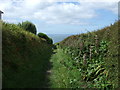 Track (bridleway), Lizard Peninsula