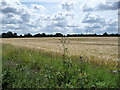 TL9870 : Power lines across a barley field by Christine Johnstone