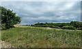 Fields And Woods Near Thuxton