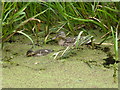 Ducks on the Monty at Berriew