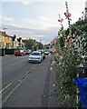 Hartington Grove hollyhocks