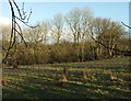 Field near Ferndown