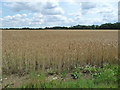 TM0872 : Wheatfield on the east side of Mellis Road by Christine Johnstone