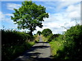 Tree along Barravey Road