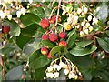 Strawberry tree with fruit and flowers, Oaklands Park